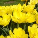 Tulipa double hative 'Monte Carlo' PB 12